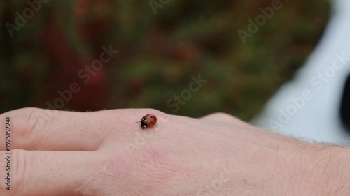 Ladybug Crawling on Hand. Macro Close Up. Good Luck Symbol.