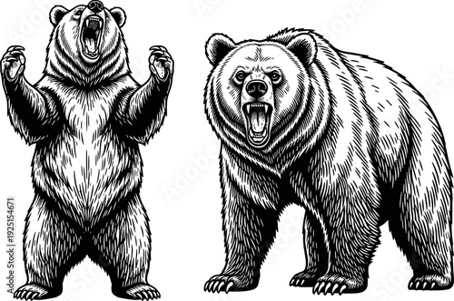 Aggressive grizzly bear standing and roaring, powerful wild animal illustration, mascot design for sports team, nature wildlife vector art, grizzly.