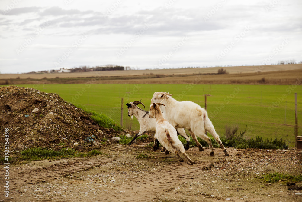 Fototapeta premium Three goats standing in open rural farmland with green fields and cloudy sky. Authentic livestock farming scene reflecting traditional agriculture and countryside lifestyle.
