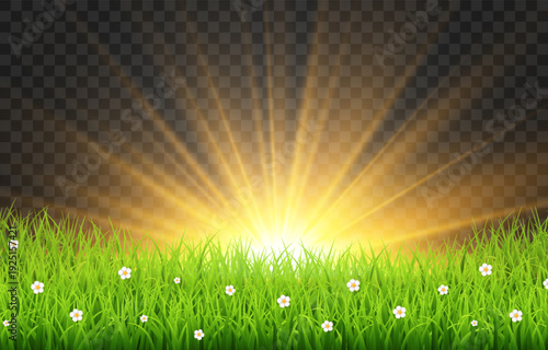 Golden sunrise over green grass field with sun rays isolated on transparent png background, spring meadow nature vector illustration