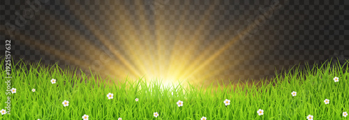 Golden sunrise over green grass field with sun rays isolated on transparent png background, spring meadow nature vector illustration