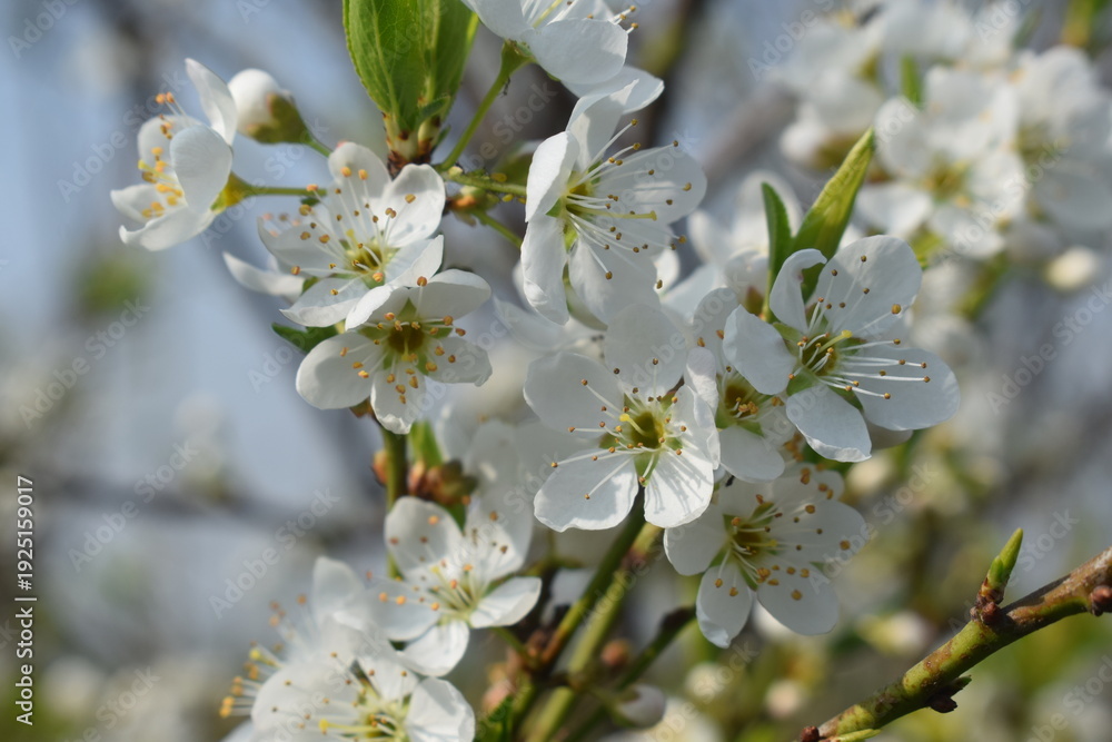 Obraz premium Plum blossom, Prunus armeniaca, A closeup of Prunus armeniaca blossom.Apricot tree blooming on a sunny spring day at the Lake of Geneva, being pollinated by bumblebees, a fruit from several tree