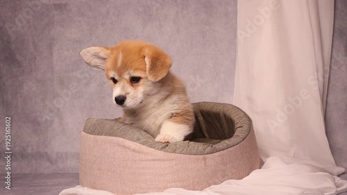 playful cute Welsh Corgi puppy in a dog bed, funny pet