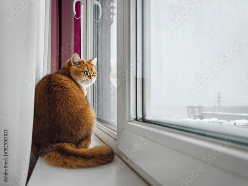 Cat sits by window and watches snow fall on a winter day in a warm indoor space