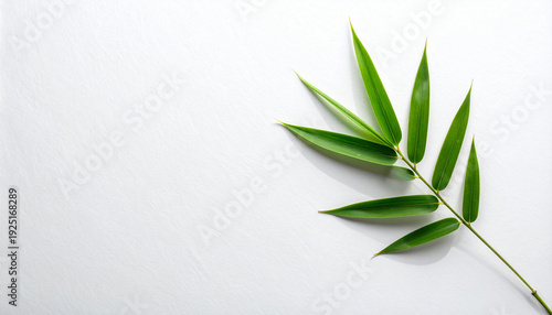竹の一枝・白テクスチャ背景右配置の影あり植物素材