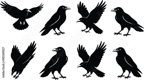 Black vector silhouette set of eight crows and ravens in various flying and perched poses for spooky Halloween mystery and nature wildlife concepts
