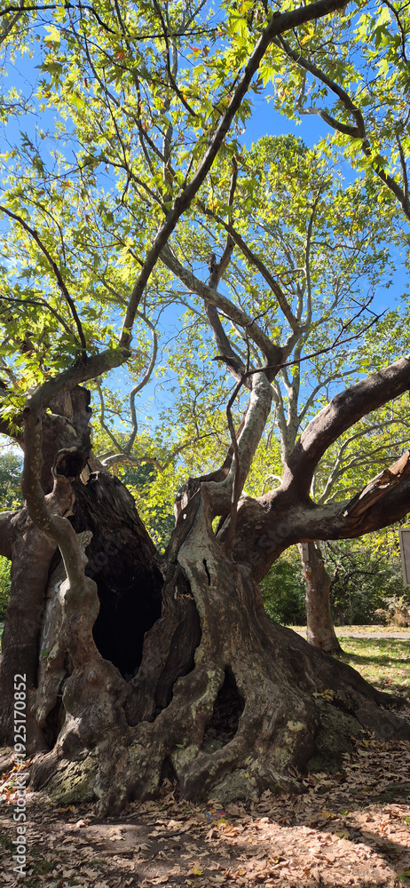 Obraz premium Old plane tree in the park bedechka stara zagora