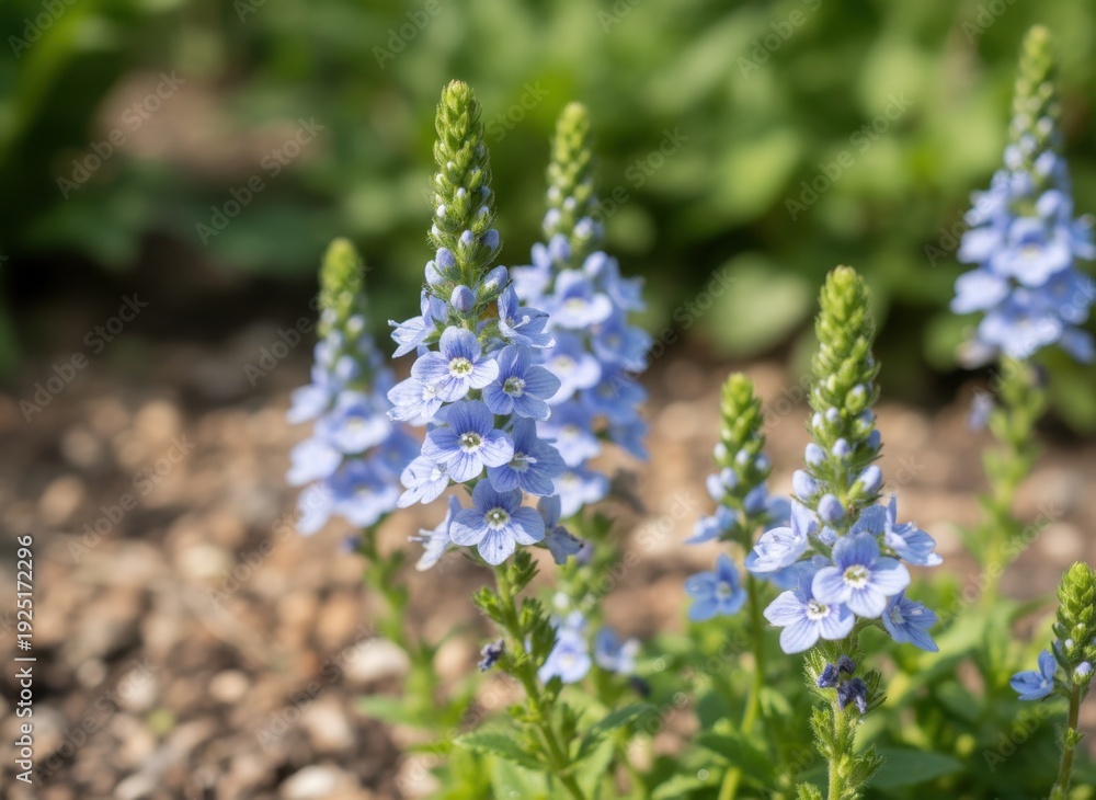 Fototapeta premium Delicate Blue Wildflowers Bloom in Soft Sunlight with Green Foliage and Gravelly Ground in Garden Setting