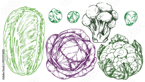 Set of vegetables: cabbage, cauliflower, broccoli, and Chinese cabbage. Vector illustration in sketch style.