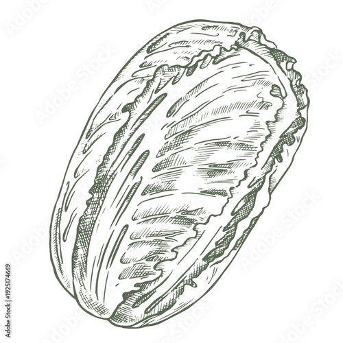 a head of Chinese cabbage. vector illustration in sketch style.