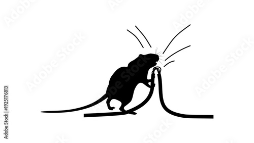 Billede på lærred a rat is gnawing on an electrical cable, black isolated silhouette