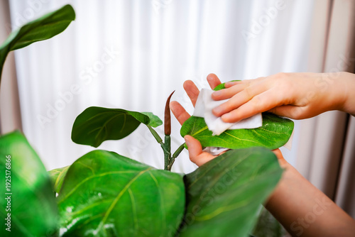 Photos Woman hand wiping dust from young ficus leaf using soft white napkin