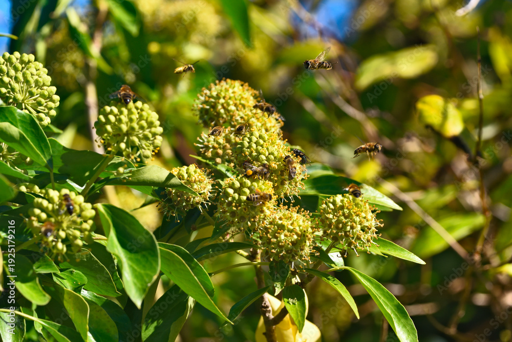 Fototapeta premium Several bees gather nectar on bright green ivy inflorescences surrounded by shiny leaves in warm sunlight, against a gently blurred background.