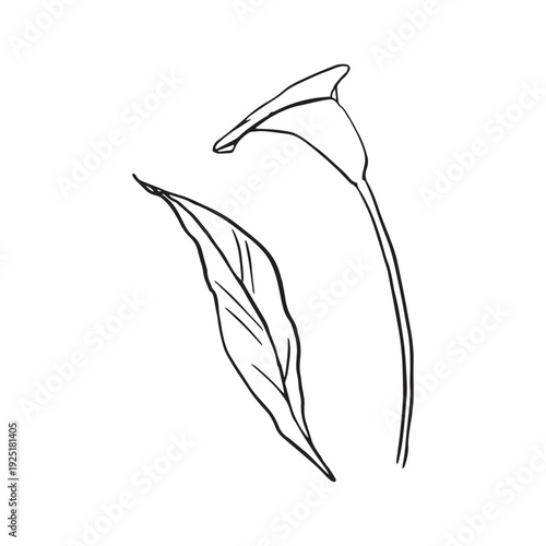 Hand drawn calla lily sketch, elegant botanical flower with stem and leaf, minimalist floral line art, wedding funeral sympathy design, black ink isolated on white