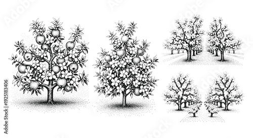 Vintage stippled illustration of apple trees with fruits and blossoms, a collection of botanical art