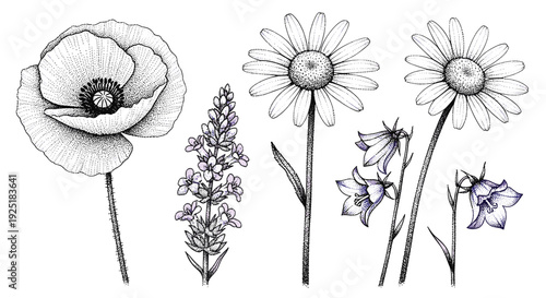 Collection of hand-drawn wildflowers including poppy, daisies, lavender, and bluebells