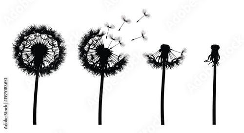 Silhouettes of dandelions showing different stages of seed dispersal against a white background