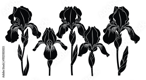 Collection of black iris flower silhouettes on a white background, elegant botanical art