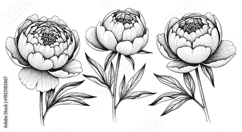 Elegant black and white stipple art illustration of three blooming peonies with detailed petals and leaves
