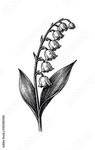 A single lily of the valley stem with small bell-shaped flowers hanging delicately, black and white halftone