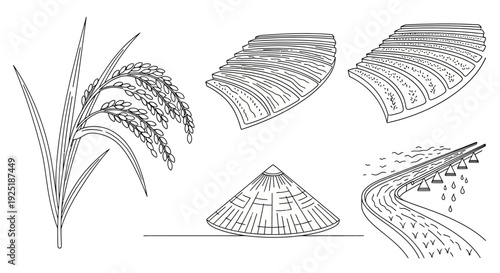 Detailed Illustrations of Wheat Plant and Grain.