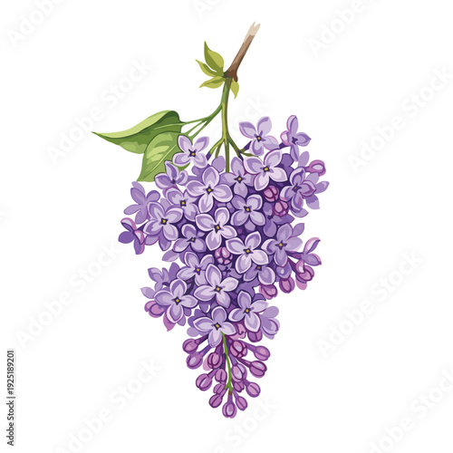 Delicate purple lilac flowers and green leaves on a white background, spring bloom