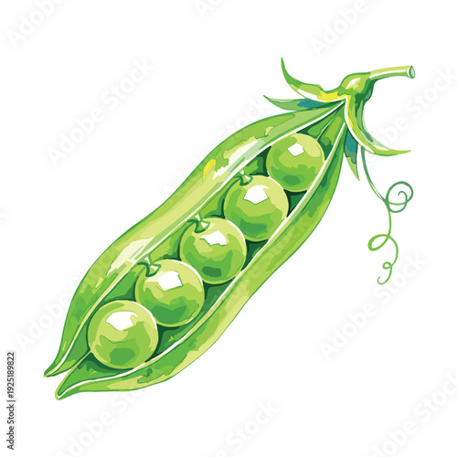 Fresh green pea pod with five round peas inside, isolated on white background
