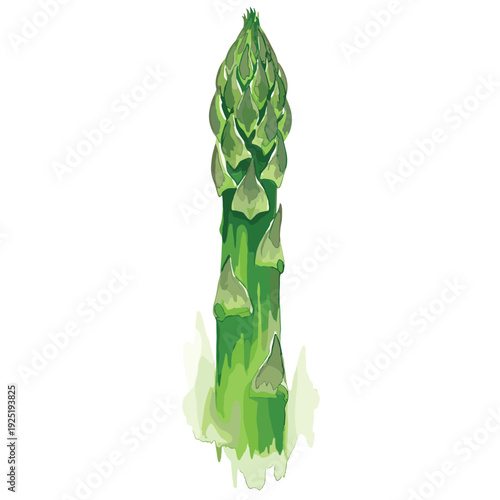 Single green asparagus spear with watercolor texture and white background