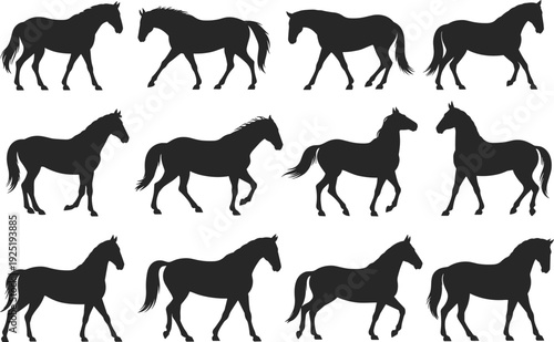 Black horse silhouette collection isolated on white background, equine walking standing poses set, detailed stallion clipart illustration bundle