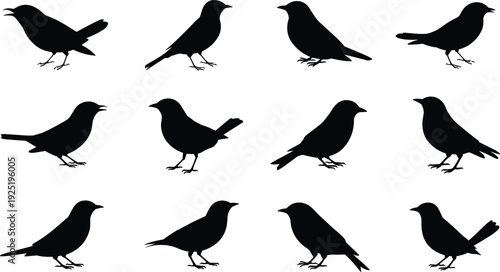 Black crow silhouette set, standing raven bird shapes isolated on white background, wildlife avian vector illustration collection