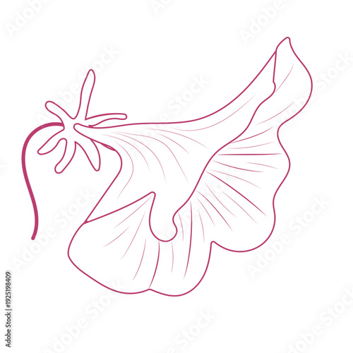 Pink morning glory outline. Flower isolated on transparent or white background. Vector illustration. Close-up floral element for spring and summer design decoration. Line drawing.