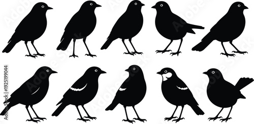 Black silhouettes of various small birds arranged in two rows on a plain white background Vector, illustration