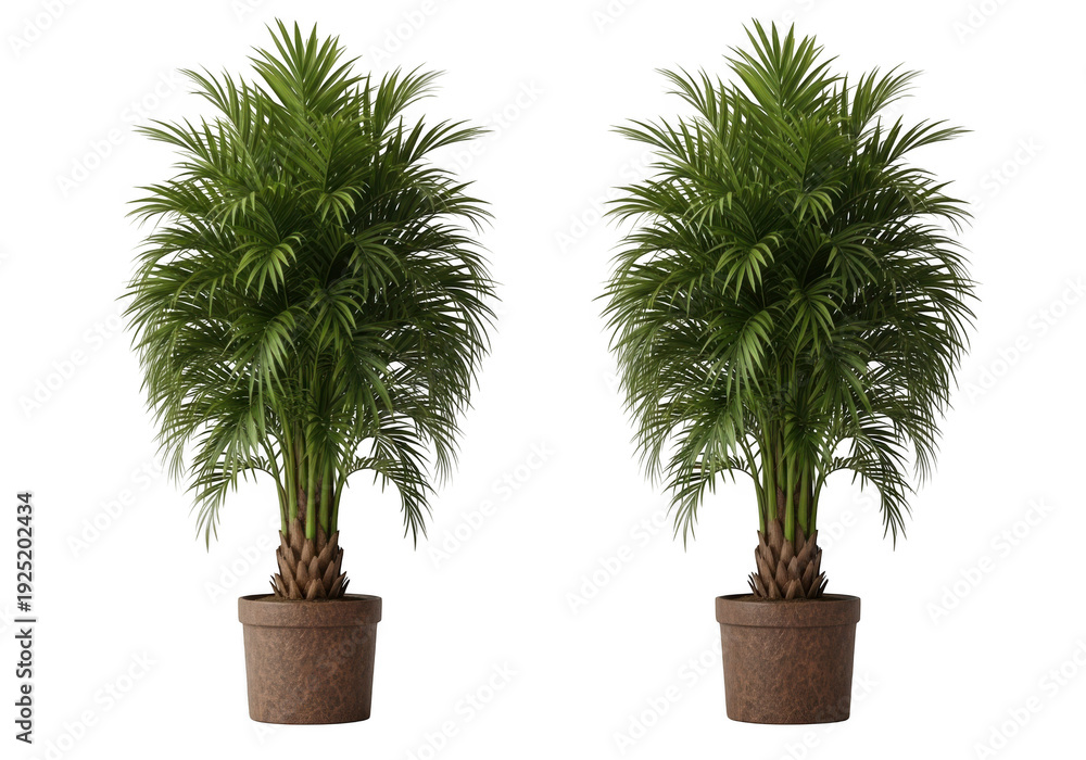 Fototapeta premium Two green potted plants with brown pots on a white background isolated on transparent background