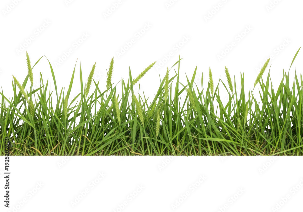 Fototapeta premium A close-up view of green grass on a white background isolated on transparent background