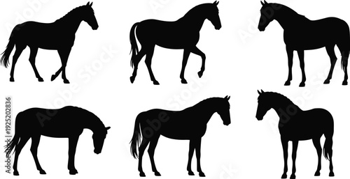 Horse silhouette collection set, black standing equine poses isolated on white background, farm animal vector illustration bundle