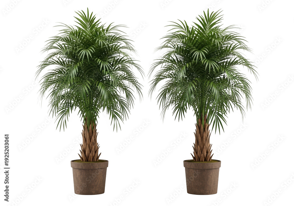 Fototapeta premium Two potted plants with green leaves on a white background isolated on transparent background