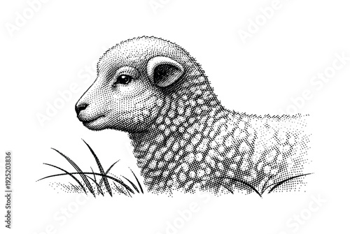 Side profile of a lamb with a few simple pasture grass blades crossing the lower edge, monochrome halftone dot