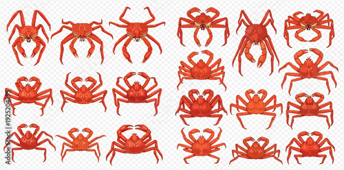 Set of red crab illustrations with various poses and species.