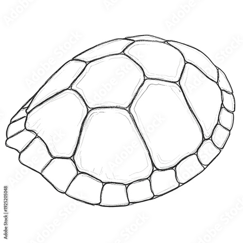 Detailed sketch of a turtle shell showing its segmented scutes and protective structure