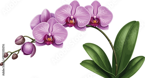 Realistic purple phalaenopsis orchid flower illustration vector art for botanical design elements and floral decoration