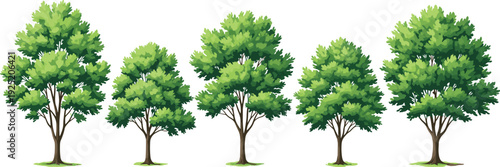 Row of lush deciduous trees with green foliage isolated on white background, natural variation in height and canopy density, eco concept illustration for environmental design
