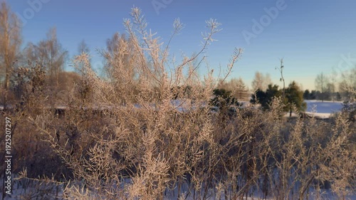 Frozen shrub covered with hoarfrost crystals glowing in sunrise light on a cold winter morning. Icy branches sparkle at dawn, creating a serene frosty landscape and seasonal nature scene.