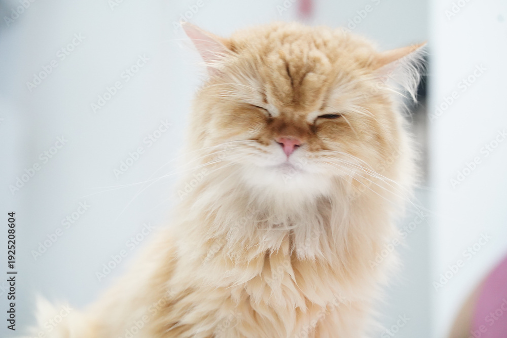 Obraz premium Fluffy cat long hair orange fur closed eyes relaxed domestic animal pet cute whiskers soft fur sitting indoor peaceful adorable feline mammal calm content gentle white background sleepy happy