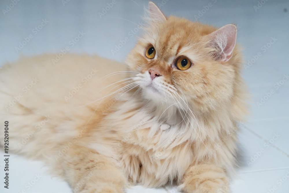 Obraz premium Fluffy orange cat long hair yellow eyes domestic pet relaxed lying on white floor cute feline whiskers soft fur indoor animal calm expression