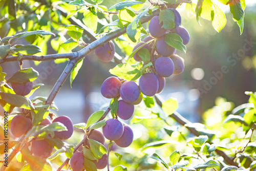 Bilde på lerret Ripe sweet and juicy plums hanging from a tree branch against green leaves in an orchard