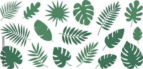 Collection of Various Tropical Green Leaves Isolated on White
