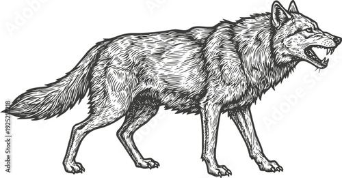 Illustration of a snarling wolf walking sideways detailed wild animal drawing with fur texture and open mouth showing teeth