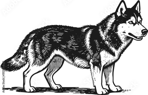 Detailed black and white illustration of a standing husky dog in side profile, strong and alert pose