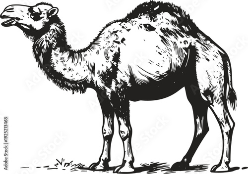 Black and white illustration of a one humped camel standing with detailed fur texture