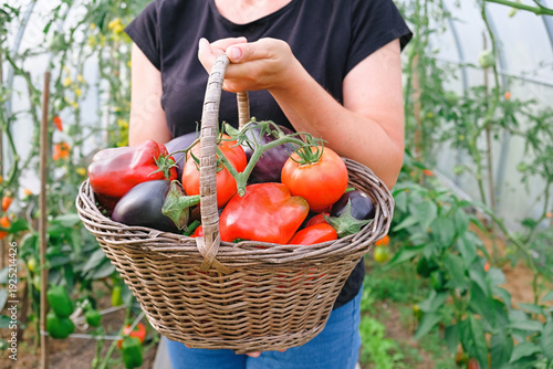 organic harvest in greenhouse with tomato and pepper in wicker basket